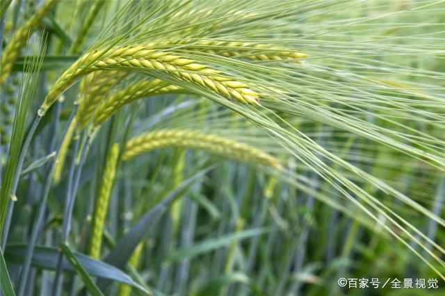 青稞- 热门商品专区